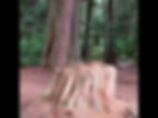 The Lure in Stanley Park